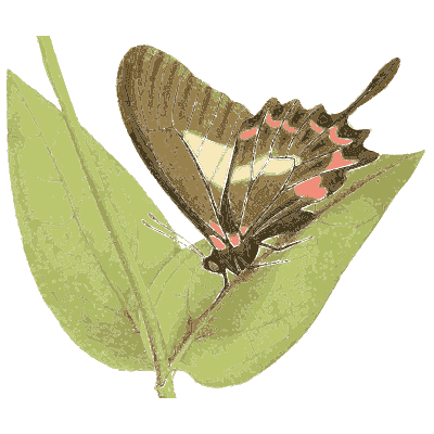 Pink-spotted butterfly on leaves - Zoological Illustrations, Volume 2 - 1821