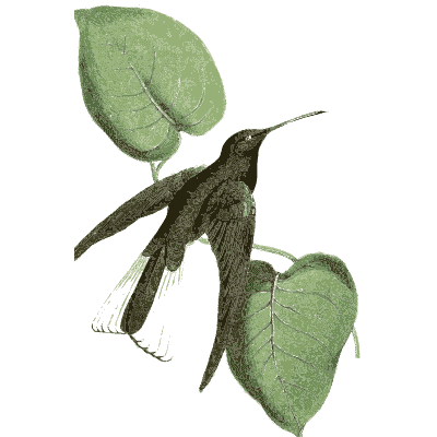 Dark hummingbird among leaves - Zoological Illustrations, Volume 2 - 1821