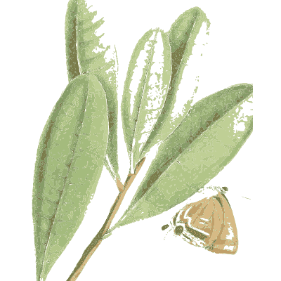 Leafy spray with a small moth - Zoological Illustrations, Volume 2 - 1821