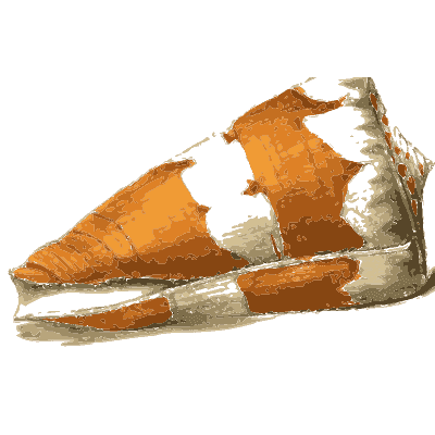 Orange cone shell with white patches - Zoological Illustrations, Volume 2 - 1821