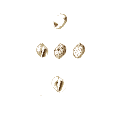 Small cowrie shells - Zoological Illustrations, Volume 2 - 1821