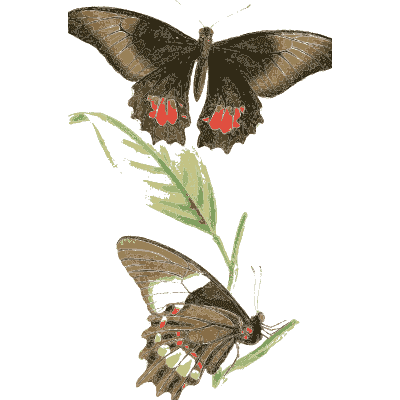 Red-spotted swallowtail butterflies - Zoological Illustrations, Volume 2 - 1821