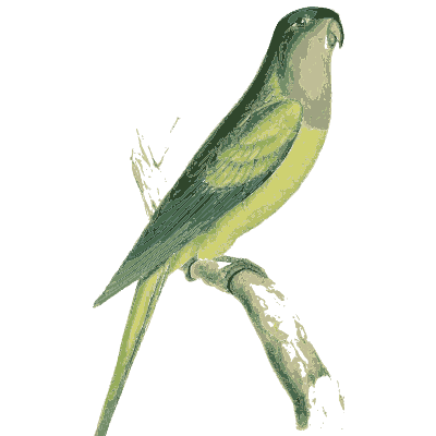Green parakeet with yellow breast - Zoological Illustrations, Volume 2 - 1821