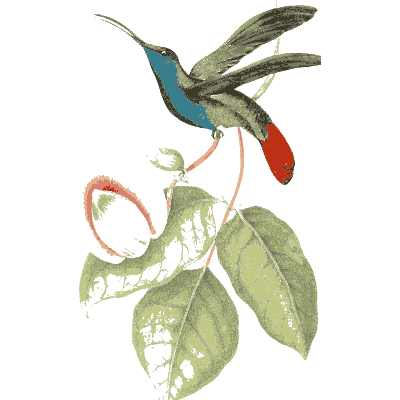 Hummingbird at a red flower - Zoological Illustrations, Volume 2 - 1821
