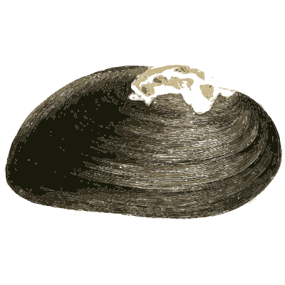 Dark mussel shell - Zoological Illustrations, Volume 2 - 1821