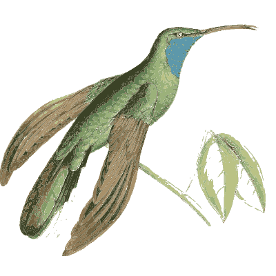 Green hummingbird with blue throat - Zoological Illustrations, Volume 2 - 1821