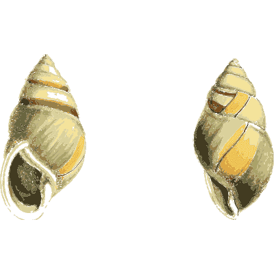 Two banded snail shells - Zoological Illustrations, Volume 3 - 1823