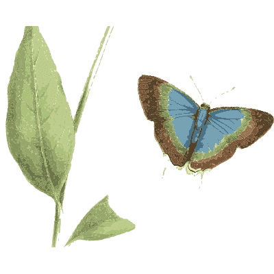 Small blue butterfly by a leafy stem - Zoological Illustrations, Volume 3 - 1823