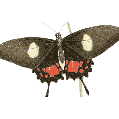 Dark butterfly with red spots - Zoological Illustrations, Volume 3 - 1823