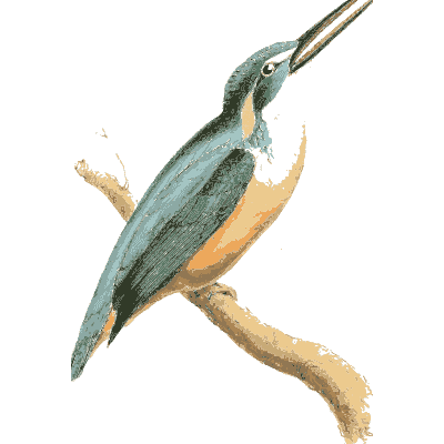 Blue kingfisher on a branch - Zoological Illustrations, Volume 3 - 1823