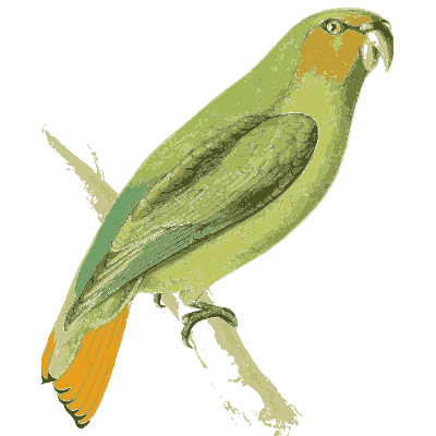 Green parrot with yellow tail - Zoological Illustrations, Volume 3 - 1823