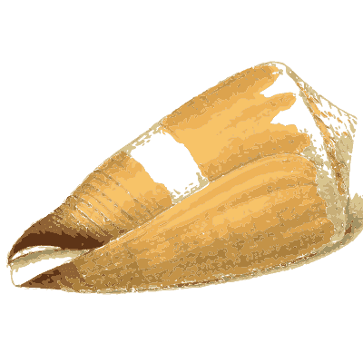 Orange banded cone shell - Zoological Illustrations, Volume 3 - 1823