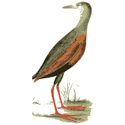 Long-legged rail on a grassy bank - Zoological Illustrations, Volume 3 - 1823