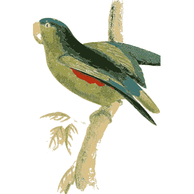 Green parrot with red and blue underside - Zoological Illustrations, Volume 3 - 1823