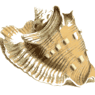 Heavy frilled shell - Zoological Illustrations, Volume 3 - 1823