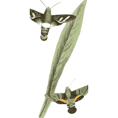 Two moths on a leaf blade - Zoological Illustrations, Volume 3 - 1823