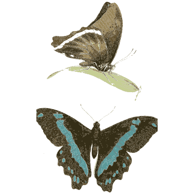 Black and turquoise swallowtail butterfly - Zoological Illustrations, Volume 3 - 1823