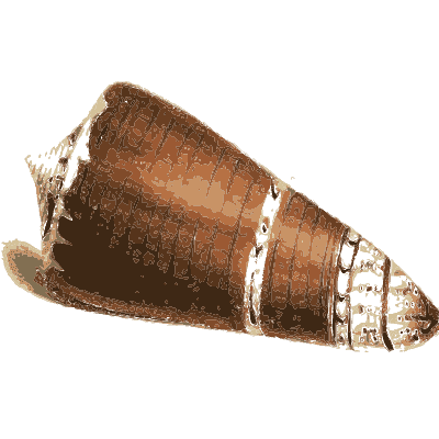 Dark cone shell with white band - Zoological Illustrations, Volume 3 - 1823