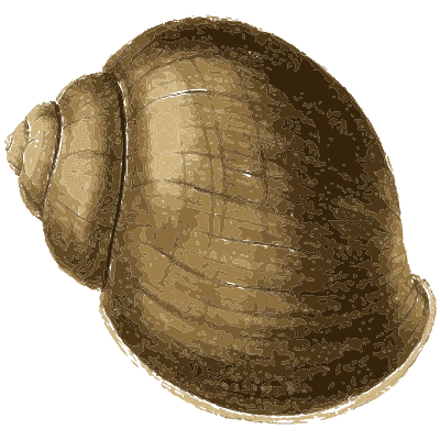 Rounded brown snail shell - Zoological Illustrations, Volume 3 - 1823