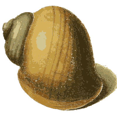 Glossy golden snail shell - Zoological Illustrations, Volume 3 - 1823