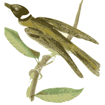 Olive bird with black crown - Zoological Illustrations, Volume 3 - 1823