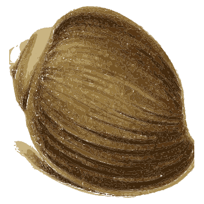 Broad dark snail shell - Zoological Illustrations, Volume 3 - 1823