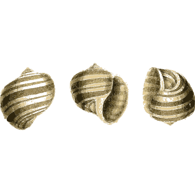 Three dark-striped shells - Zoological Illustrations, Volume 3 - 1823