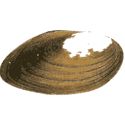 Freshwater mussel shell - Zoological Illustrations, Volume 3 - 1823