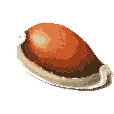 Glossy red-brown cowrie shell - Zoological Illustrations, Volume 3 - 1823