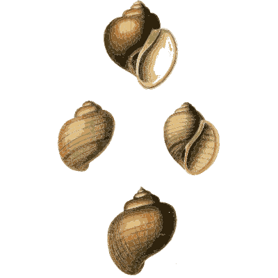 Group of small snail shells - Zoological Illustrations, Volume 3 - 1823