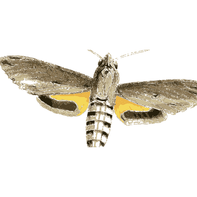 Hawk moth with yellow hindwings - Zoological Illustrations, Volume 3 - 1823