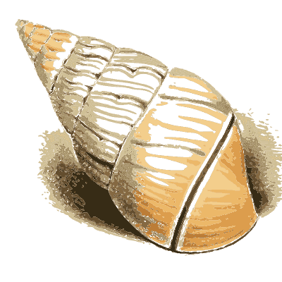 Tall orange spire shell - Zoological Illustrations, Volume 3 - 1823