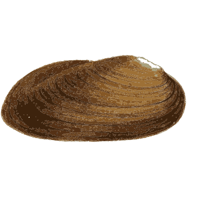 Long dark mussel shell - Zoological Illustrations, Volume 3 - 1823