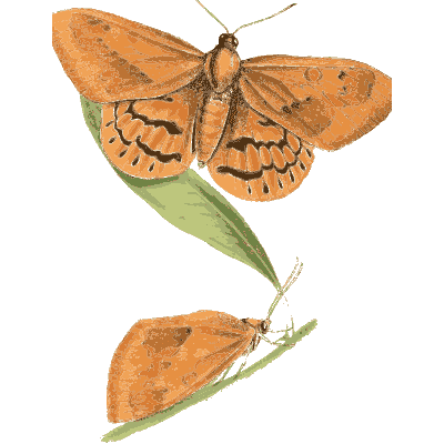 Orange moths on a leafy stem - Zoological Illustrations, Volume 3 - 1823
