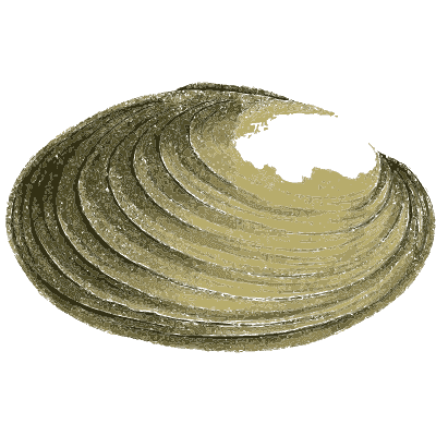 Olive mussel shell - Zoological Illustrations, Volume 3 - 1823