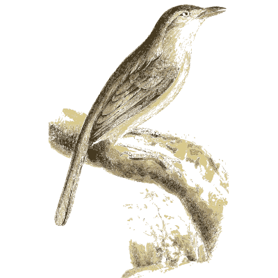 Streaked bird on a stone - Zoological Illustrations, Volume 3 - 1823