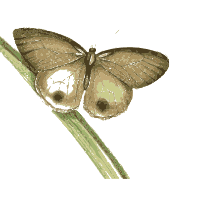 Grey eyespot butterfly on a stalk - Zoological Illustrations, Volume 3 - 1823