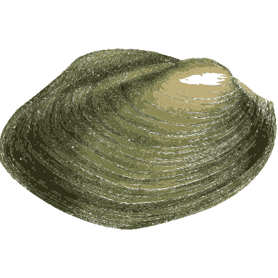 Green freshwater mussel shell - Zoological Illustrations, Volume 3 - 1823