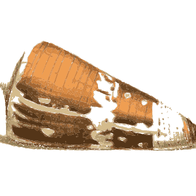 Orange cone shell with dark bands - Zoological Illustrations, Volume 3 - 1823