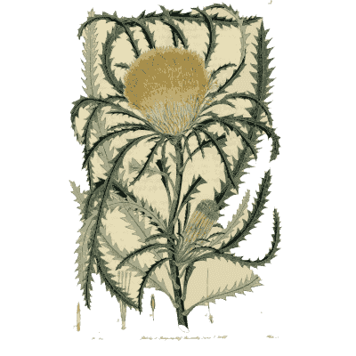 Banksia with golden flower head - Flora Australasica - 1828