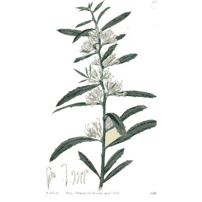 Narrow-leaved branch with pale flowers - Flora Australasica - 1828