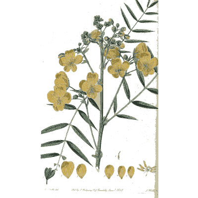 Yellow pea flowers with pinnate leaves - Flora Australasica - 1828