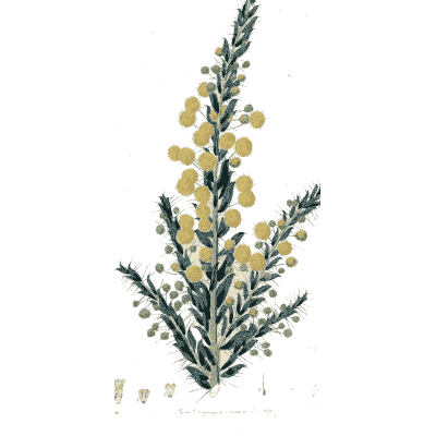 Wattle branch with ball flowers - Flora Australasica - 1828