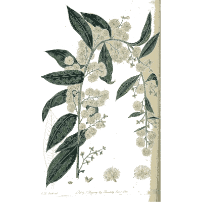 Cream fluffy flower heads on a dark branch - Flora Australasica - 1828
