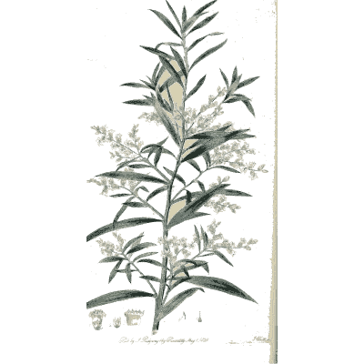 Shrub with sprays of small white flowers - Flora Australasica - 1828