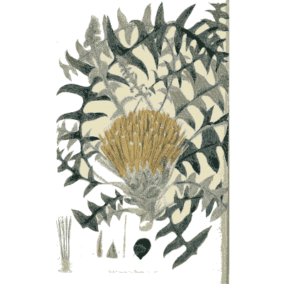 Golden brush flower among fern-like leaves - Flora Australasica - 1828