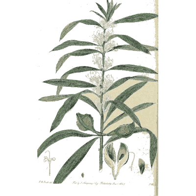 Lance-leaved branch with pale flowers - Flora Australasica - 1828