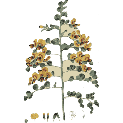 Orange and yellow pea flowers - Flora Australasica - 1828