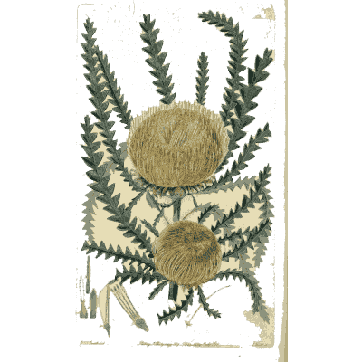 Banksia with round buff flower heads - Flora Australasica - 1828