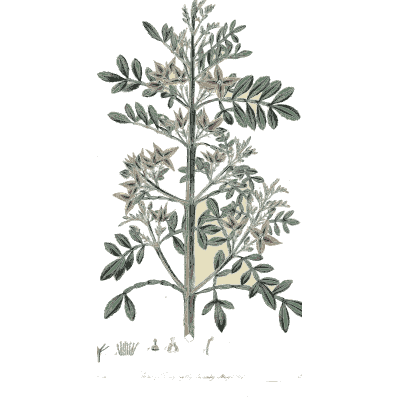 Pale branch with small leaflets - Flora Australasica - 1828